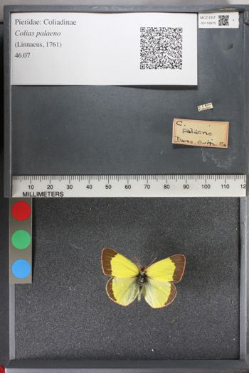 Media type: image;   Entomology 118975
